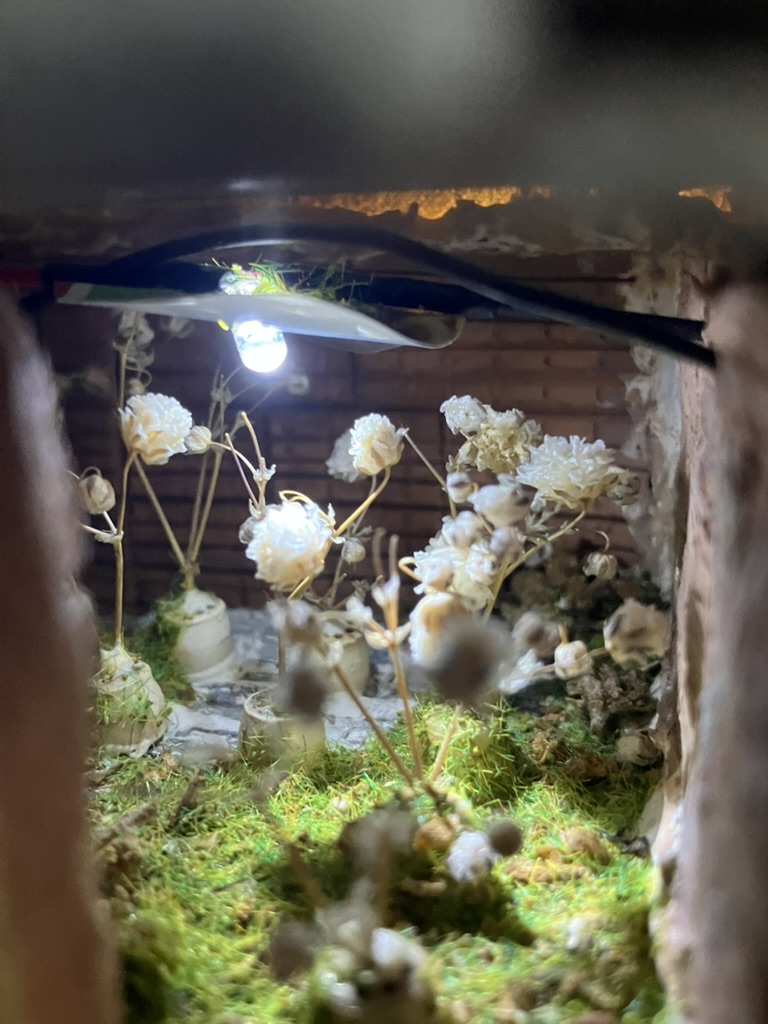 The white blossoming universal language plant inside its miniature underground growing space